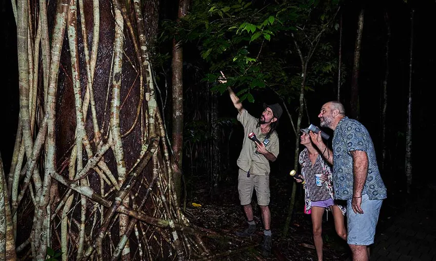 Daintree Rainforest Night Walking Tour | Experience Oz