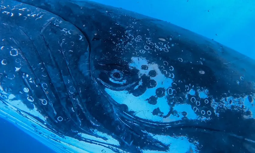 Swim with Whales Sunshine Coast - Book Now | Experience Oz