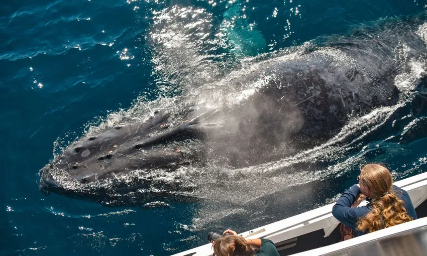 Swim with Whales Sunshine Coast - Book Now | Experience Oz