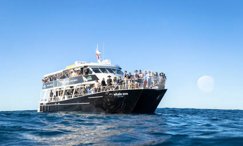 Swim with Whales Sunshine Coast - Book Now | Experience Oz
