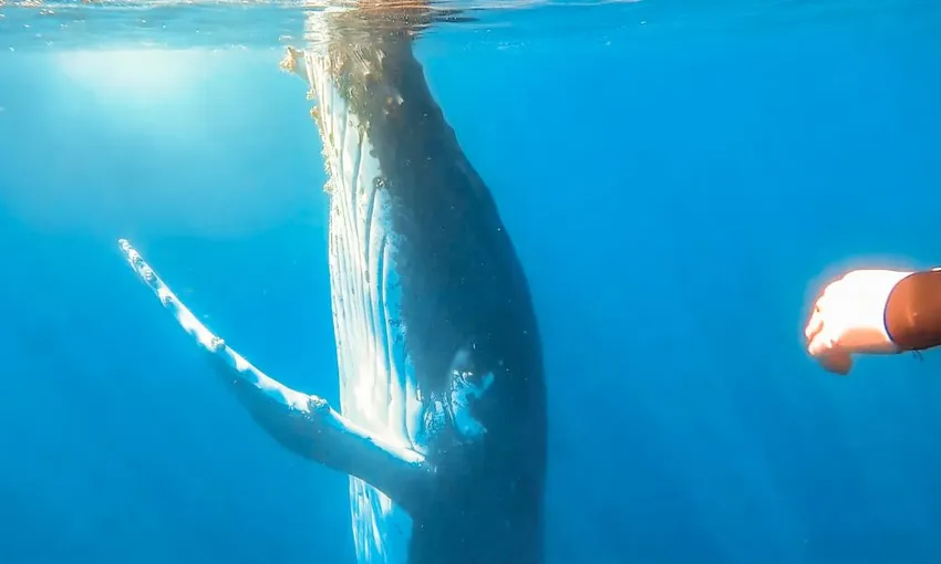 Swim with Whales Sunshine Coast - Book Now | Experience Oz