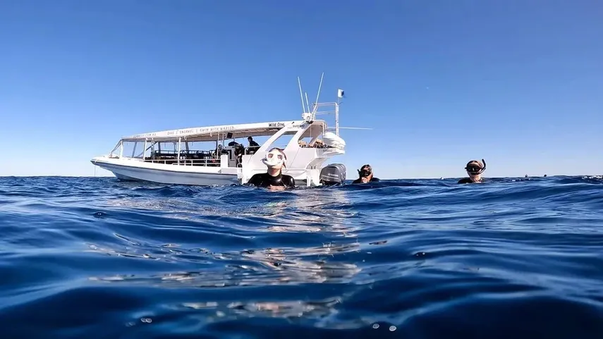 Swim with Whales Sunshine Coast - Book Now | Experience Oz