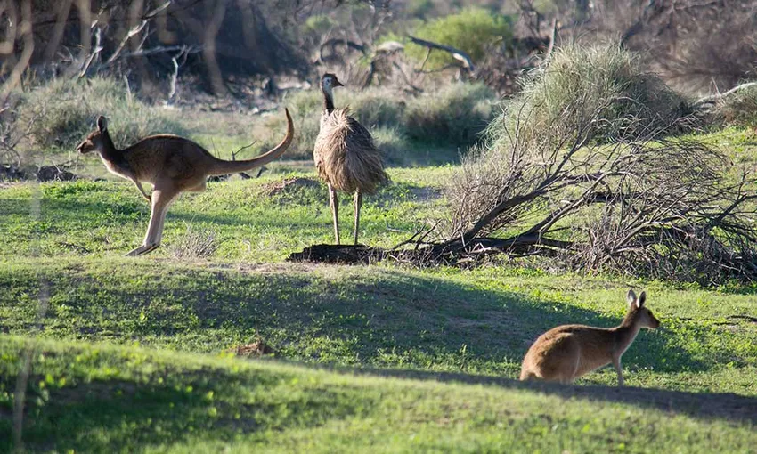 Sunset River Cruise On Murchison River Kalbarri | Experience Oz