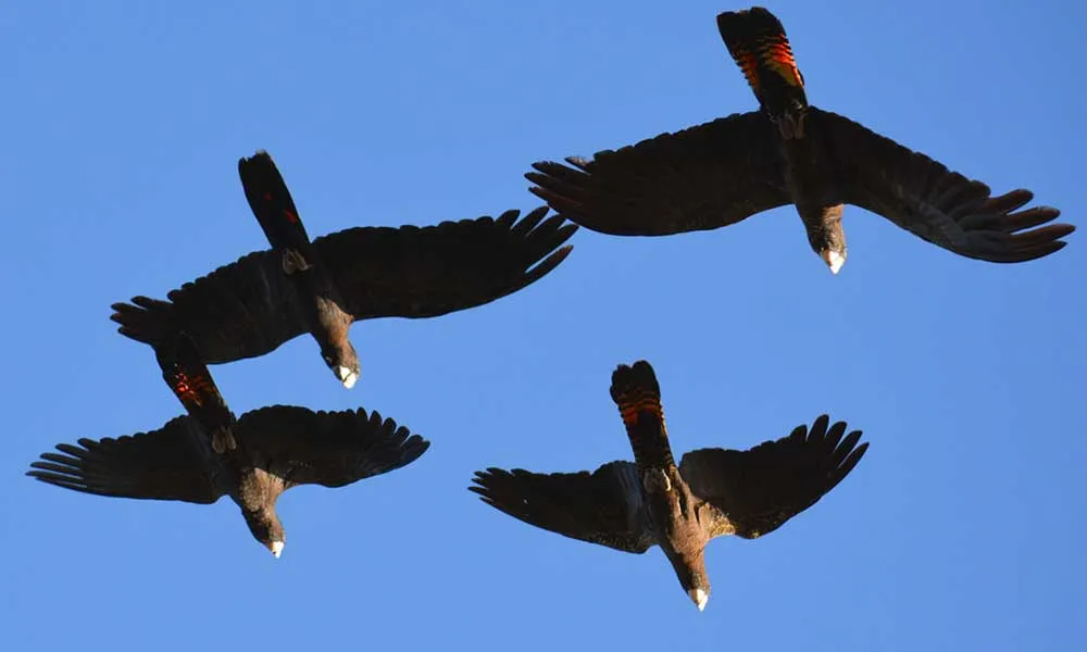 Morning River Cruise On Murchison River Kalbarri | Experience Oz-6