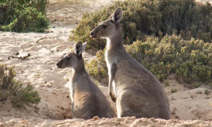Morning River Cruise On Murchison River Kalbarri | Experience Oz