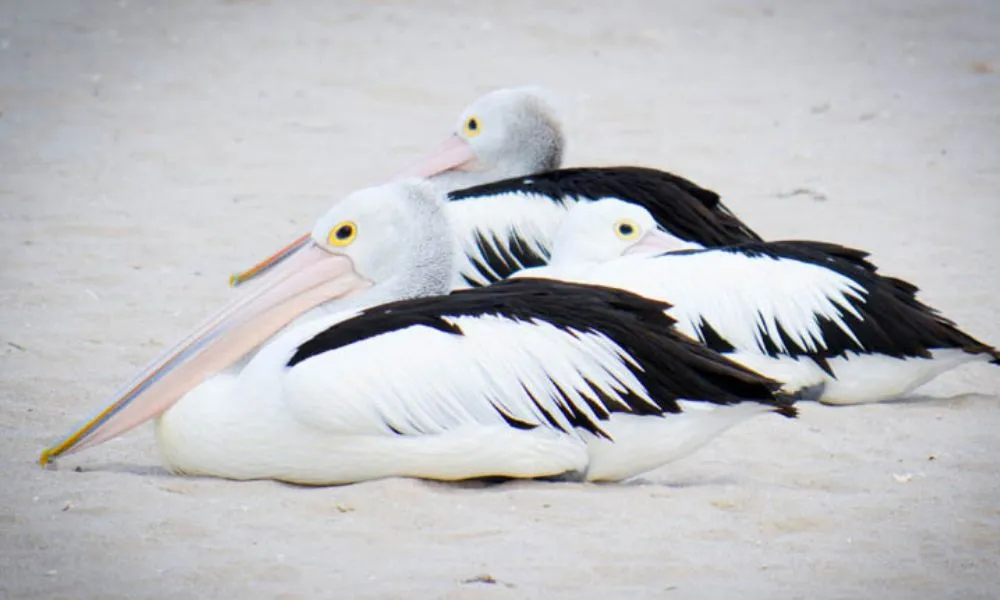 Morning River Cruise On Murchison River Kalbarri | Experience Oz-5