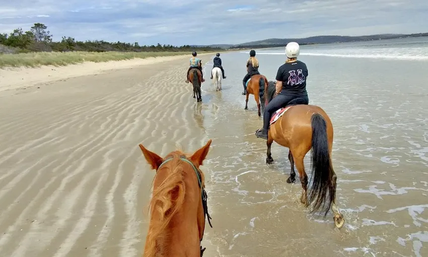 Guided Horse Ride on 7 Mile Beach in Cambridge | Experience Oz