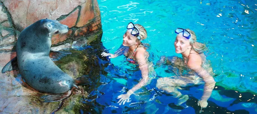 Swim with Seals SEA LIFE Sunshine Coast - Book Now | Experience Oz