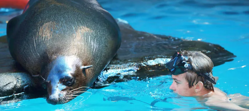 Swim with Seals SEA LIFE Sunshine Coast - Book Now | Experience Oz