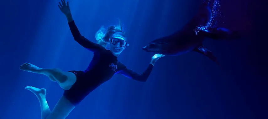 Swim with Seals SEA LIFE Sunshine Coast - Book Now | Experience Oz
