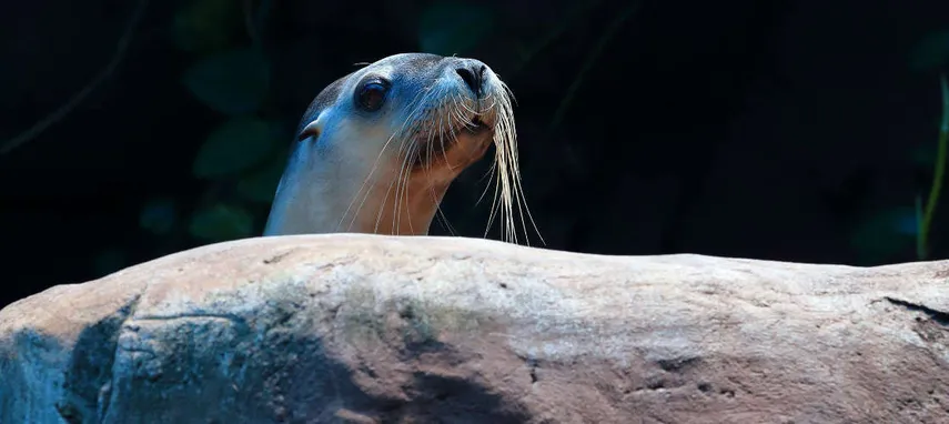 Swim with Seals SEA LIFE Sunshine Coast - Book Now | Experience Oz
