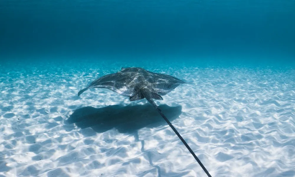 Fraser Island Hopper Adventure Cruise - Book Now | Experience Oz-1