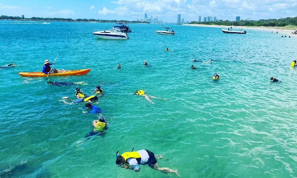 Broadwater Dolphin Kayaking & Snorkeling Tour | Experience Oz-3