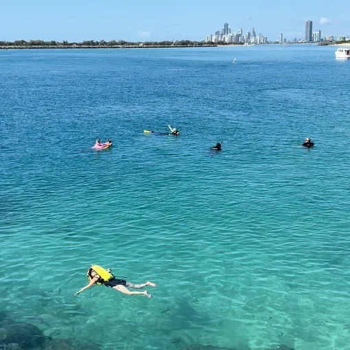 Broadwater Dolphin Kayaking & Snorkeling Tour | Experience Oz