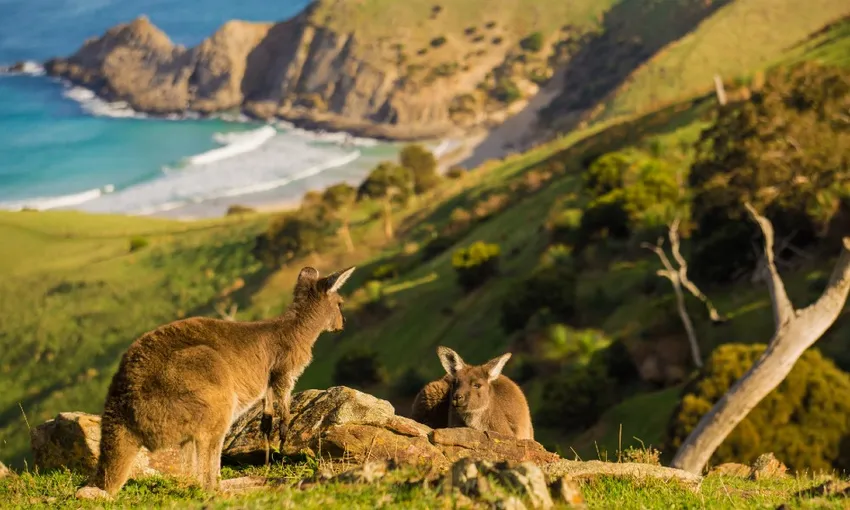 4 Day Southern Ocean Walk  | Experience Oz