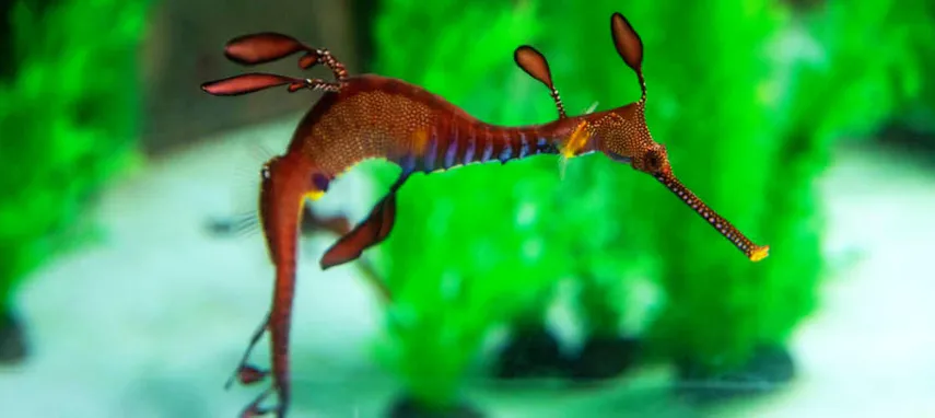Seahorse Marine Wildlife Park Tour, Tasmania | Experience Oz