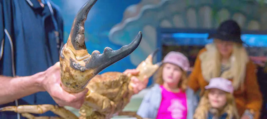 Seahorse Marine Wildlife Park Tour, Tasmania | Experience Oz