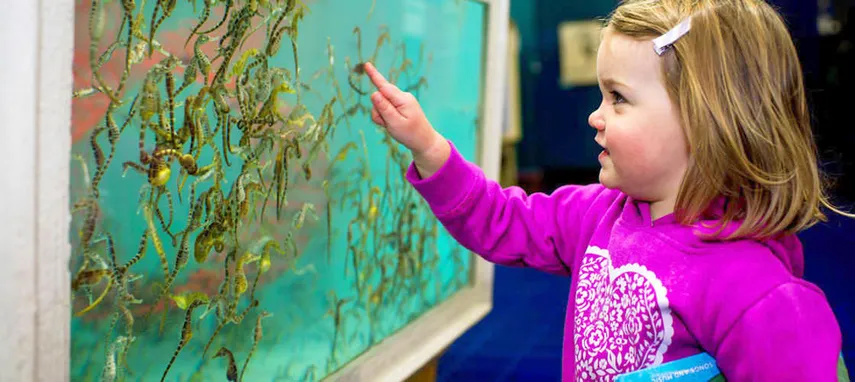 Seahorse Marine Wildlife Park Tour, Tasmania | Experience Oz