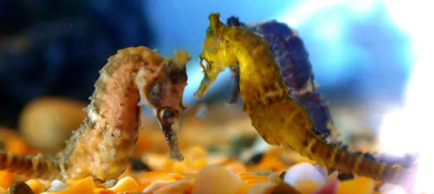 Seahorse Marine Wildlife Park Tour, Tasmania | Experience Oz