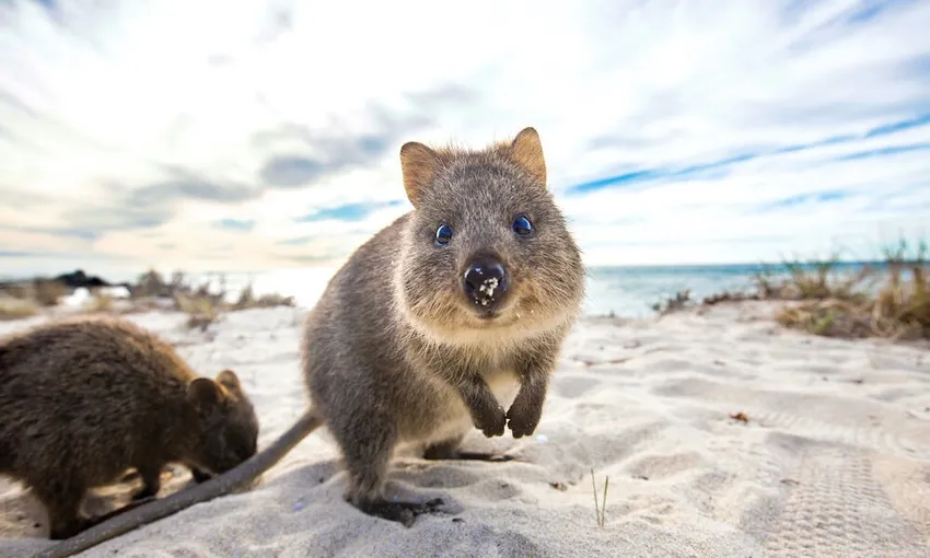Rottnest Island Round Trip Ferry from Perth | Experience Oz