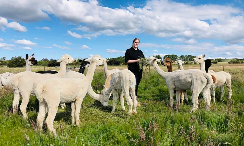 Brunch Alpaca Farm Experience - Book Now | Experience Oz