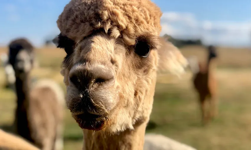 Brunch Alpaca Farm Experience - Book Now | Experience Oz