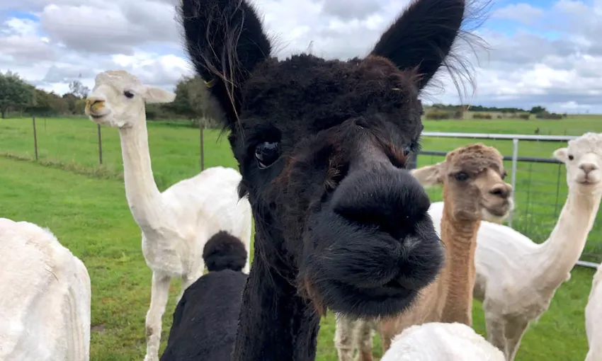 Brunch Alpaca Farm Experience - Book Now | Experience Oz