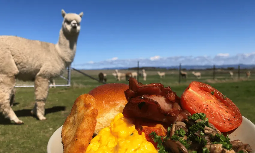 Brunch Alpaca Farm Experience - Book Now | Experience Oz