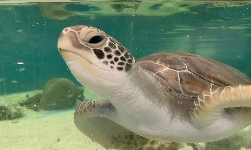 Cairns Aquarium Entry Ticket & Turtle Hospital Tour | ExperienceOz