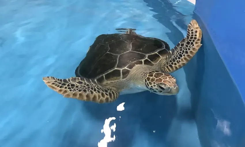 Cairns Aquarium Entry Ticket & Turtle Hospital Tour | ExperienceOz