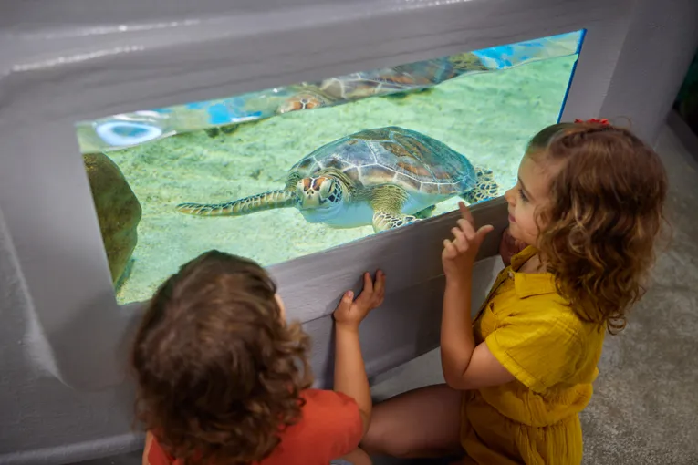  Cairns Aquarium Entry Ticket & Turtle Hospital Tour | ExperienceOz