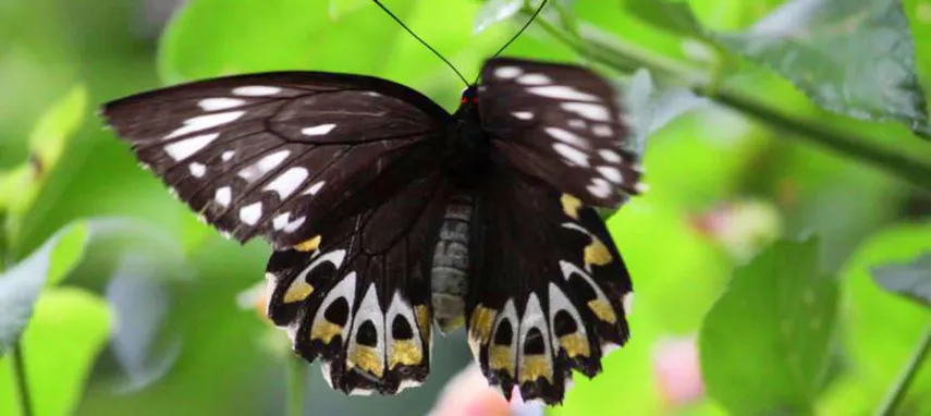 Tamborine Rainforest Skywalk | Experience Oz