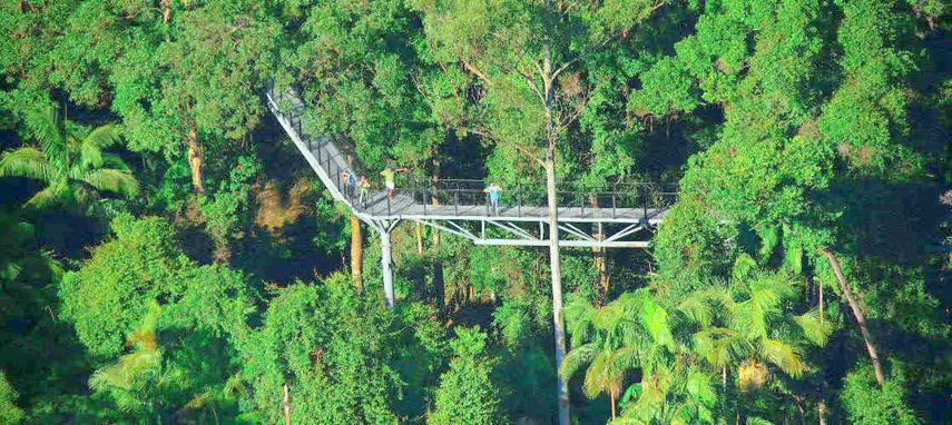 Tamborine Rainforest Skywalk | Experience Oz