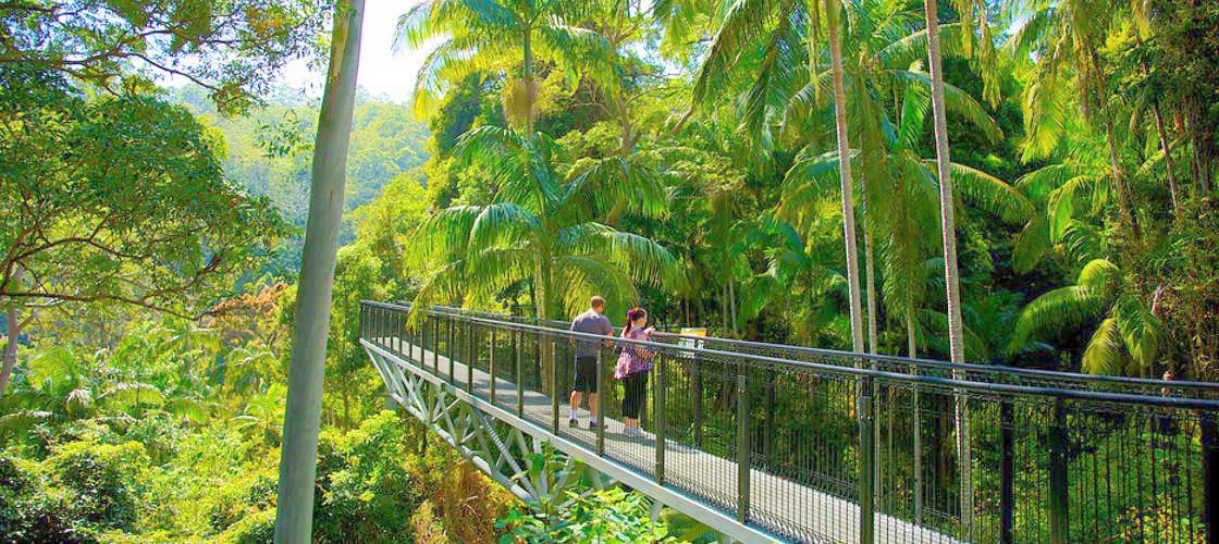 Tamborine Rainforest Skywalk | Experience Oz-5