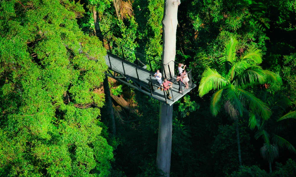 Tamborine Rainforest Skywalk | Experience Oz-3