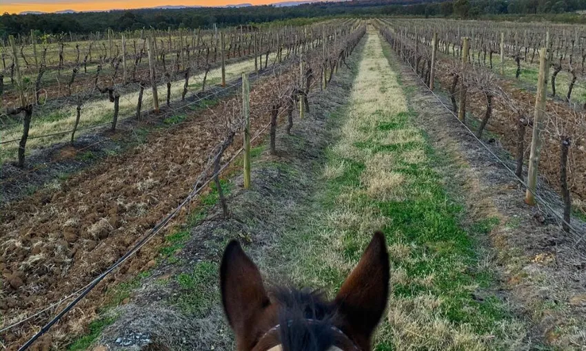 Hunter Valley Horse Riding, Wine and Produce Tour | ExperienceOz