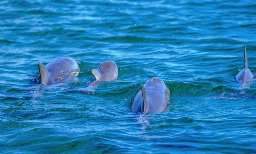 Bunbury Dolphin Discovery Eco Cruise | Experience Oz