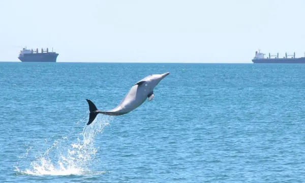 Bunbury Dolphin Discovery Eco Cruise - 90 Minutes