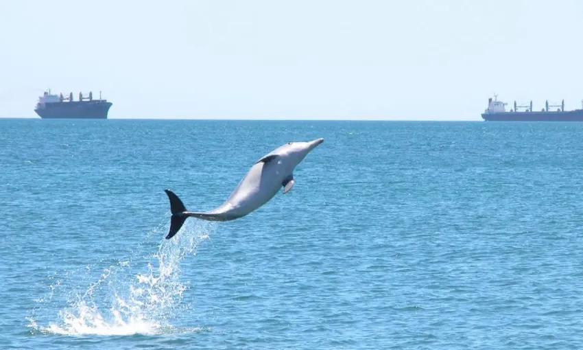 Bunbury Dolphin Discovery Eco Cruise | Experience Oz
