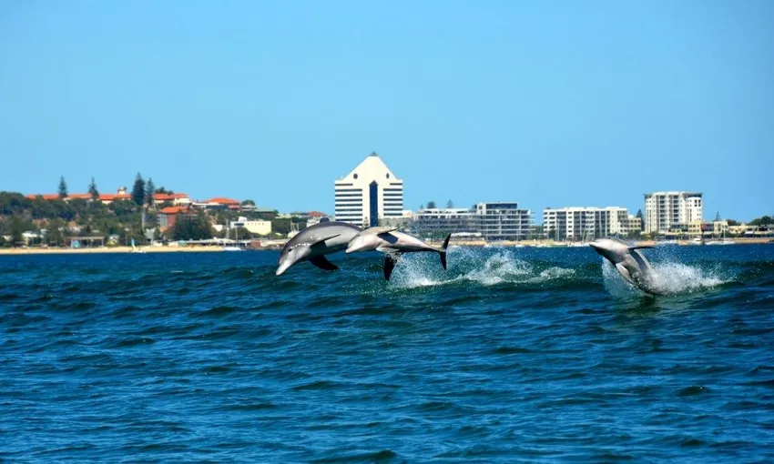 Bunbury Dolphin Discovery Eco Cruise | Experience Oz