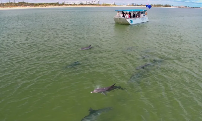 Bunbury Dolphin Discovery Eco Cruise | Experience Oz