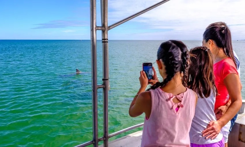 Bunbury Dolphin Discovery Eco Cruise | Experience Oz