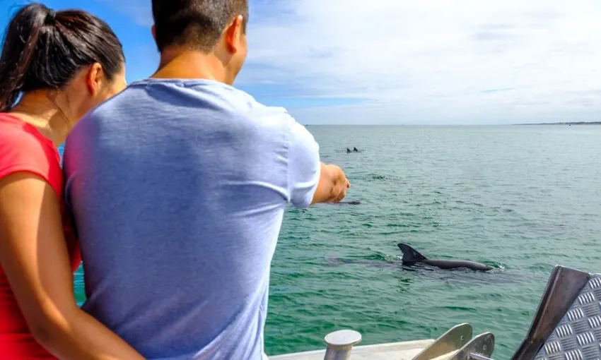 Bunbury Dolphin Discovery Eco Cruise | Experience Oz