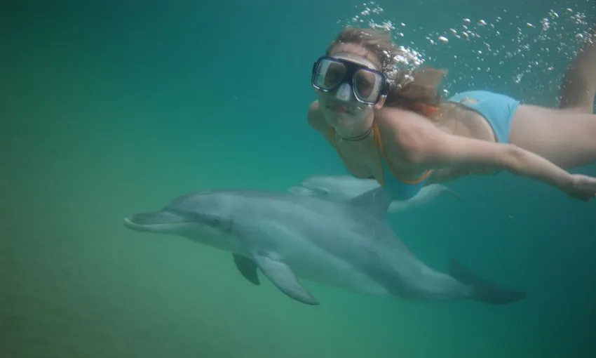 Swim with Wild Dolphins in Bunbury - Book Now | Experience Oz