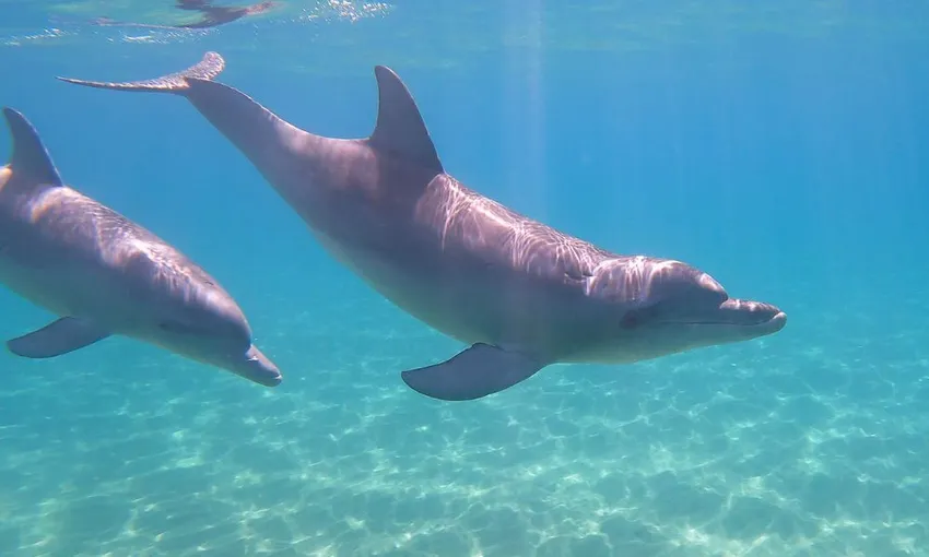 Swim with Wild Dolphins in Bunbury - Book Now | Experience Oz