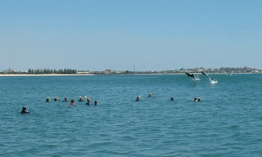 Swim with Wild Dolphins in Bunbury - Book Now | Experience Oz