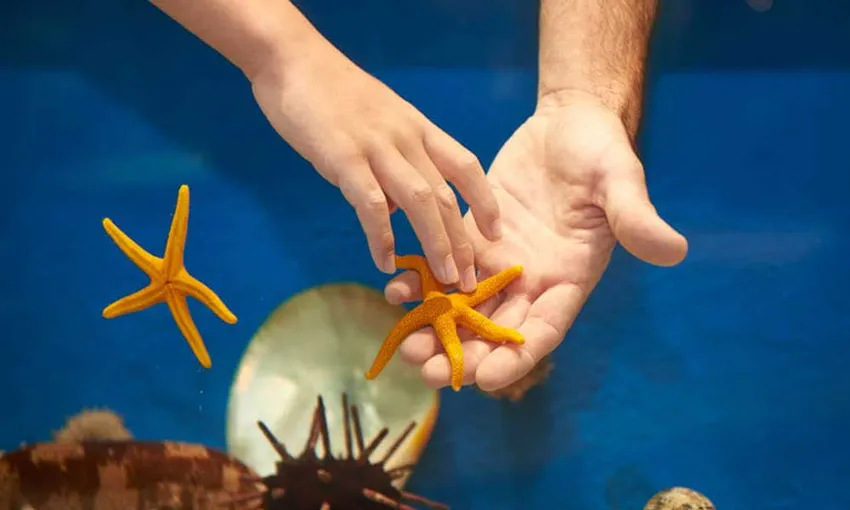 Dolphin Discovery Centre Entry Tickets - Book Now | Experience Oz