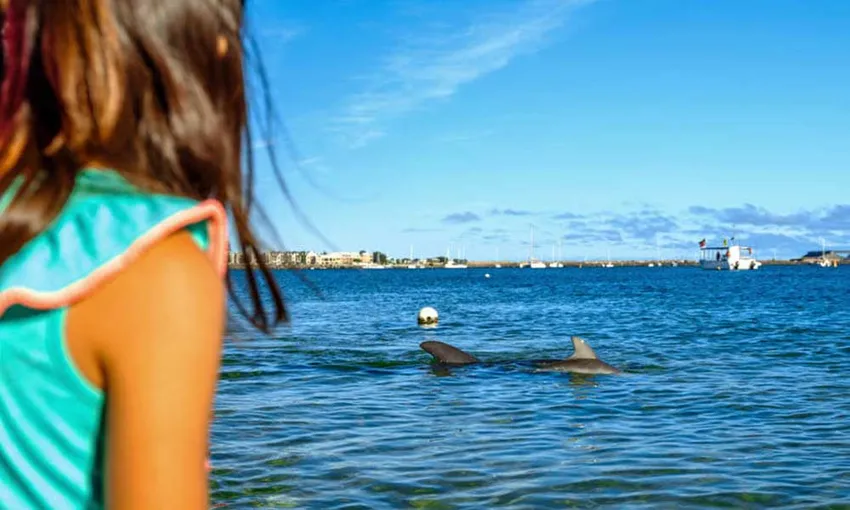 Dolphin Discovery Centre Entry Tickets - Book Now | Experience Oz