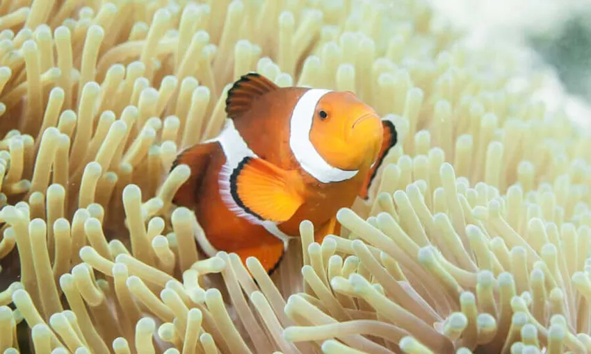 Dolphin Discovery Centre Entry Tickets - Book Now | Experience Oz