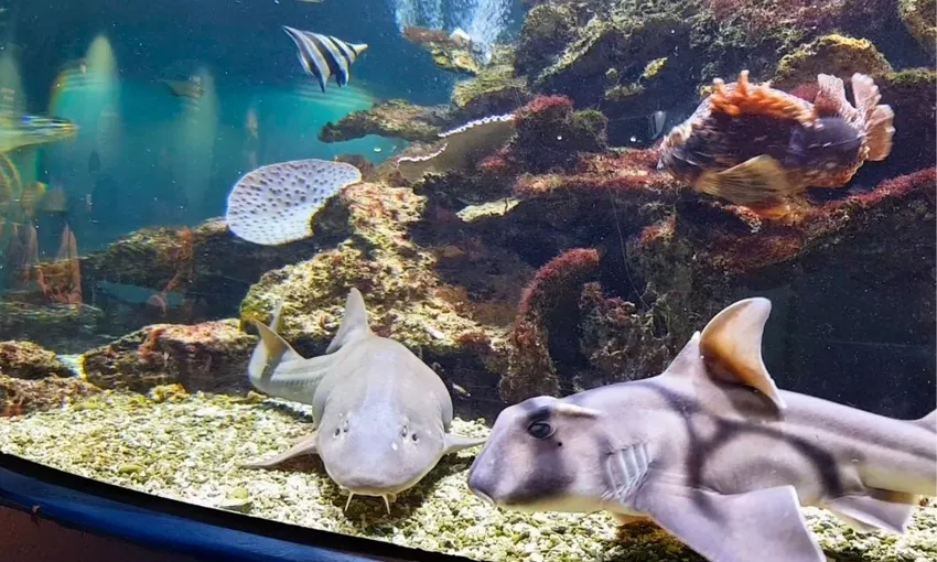 Dolphin Discovery Centre Entry Tickets - Book Now | Experience Oz